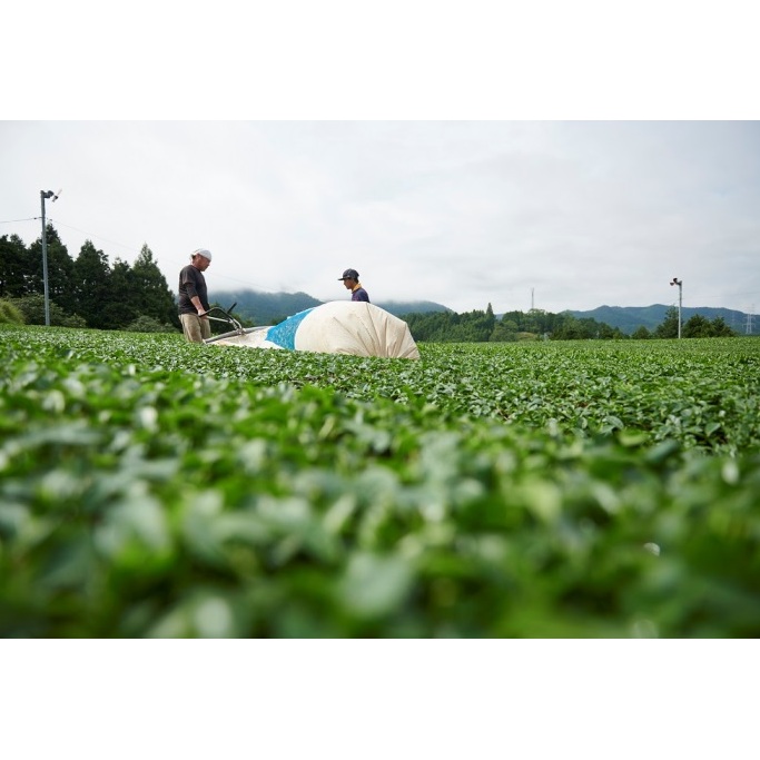 直茶発祥の地からお届け「宇治田原紅茶」50g×5袋〈お茶 茶 紅茶 茶葉 飲料 フルーティー 加工食品〉_イメージ3