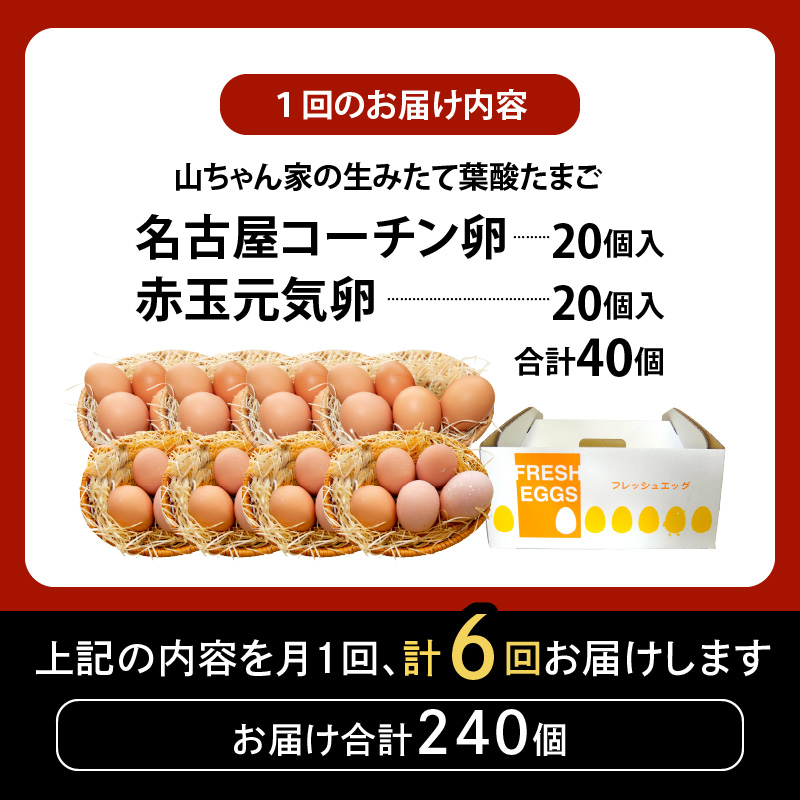 【6ヶ月定期便】【山ちゃん家の生みたて葉酸たまご】名古屋コーチン卵・赤玉元気卵 食べ比べセット（各20個 合計40個入り） 6ヶ月定期便 山ちゃん家 生みたて 葉酸たまご 名古屋コーチン卵 赤玉元気卵