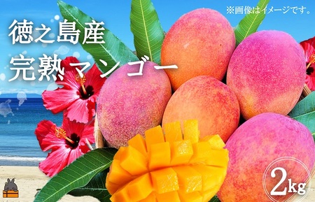 《2026年夏お届け！》てぃだ（太陽）を浴びて育った徳之島産完熟マンゴー（2kg） ( マンゴー フルーツ 果物 完熟 無加温 徳之島 世界自然遺産 美味しい とろける 旬 贅沢 糖度 南の島 )