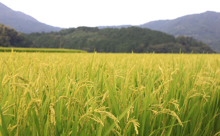 【全6回定期便】 【令和7年度産 新米！】福岡県産米 夢つくし 5kg 精米＜有限会社ファインリョーコク＞那珂川市[GGI003]