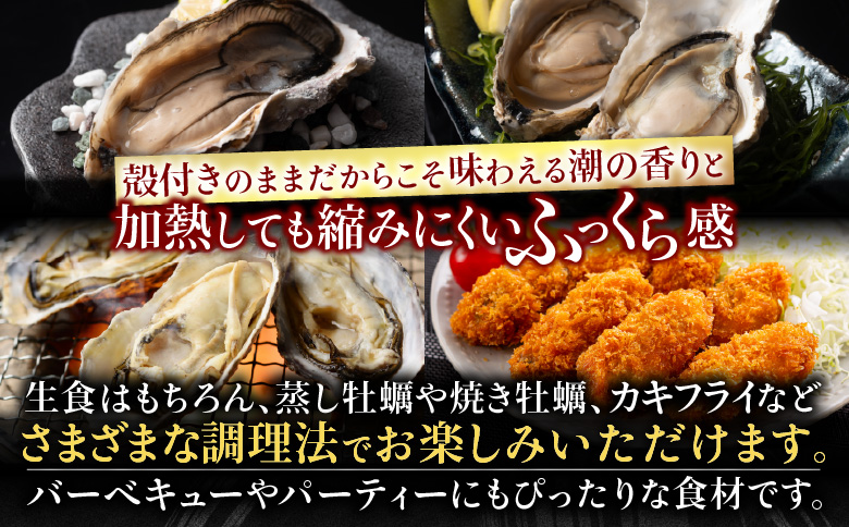 【北海道根室産】貝付き牡蠣40個[11月上旬以降発送] C-54008