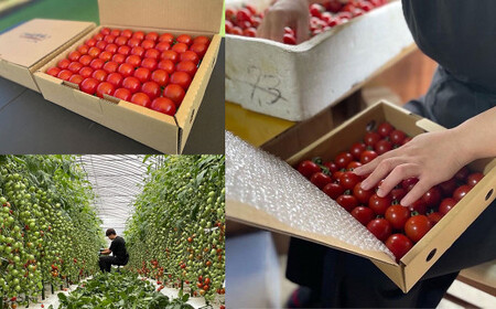 まごころ ミニトマト の宝石箱 1.7kg（約80～110玉）サンチェリーピュア トマト【2026年7月上旬から11月下旬まで発送予定】