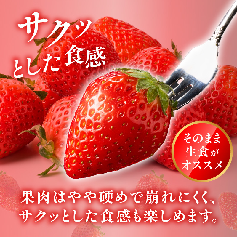 ★予約受付★渡邉農園 玄海町産いちご「かおり野DX」／ 送料無料 かおり野 苺 いちご イチゴ 希少 果物 くだもの フルーツ デザート 旬 順次配送 予約受付