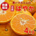 【ふるさと納税】 数量限定 先行予約 早香 はやか 秀品 4kg 第一マルエム 柑橘 フルーツ 愛媛みかん ポンカン 文旦 河内晩柑 温州みかん ブラッド オレンジ ネーブル せとか なつみ 蜜柑 みかん 檸檬 果物 果実 ジューシー 甘い 愛媛県 愛南町 発送期間:12月中旬～1月上旬