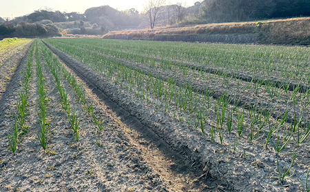 淡路島産 新たまねぎ 10kg 新玉ねぎ 玉ねぎ 玉葱 タマネギ 甘い 兵庫県 洲本市 淡路島