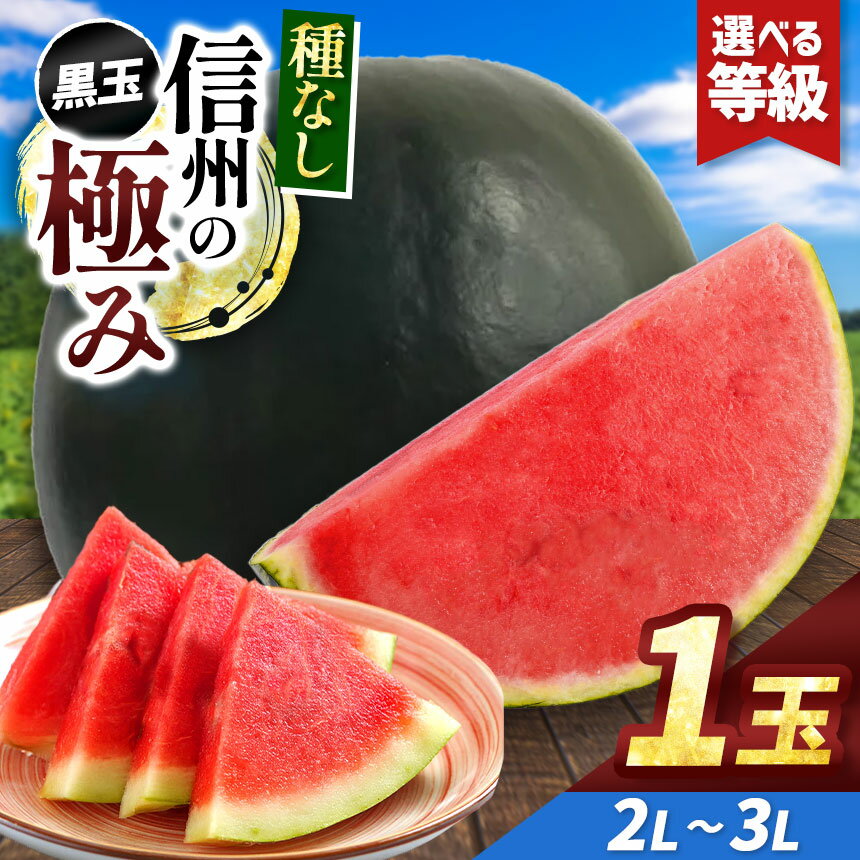 【ふるさと納税】先行予約【選べる】信州波田産 種無し黒玉スイカ！信州の極み 2L～3Lサイズ 1玉｜ふるさと納税 長野県 信州 松本 果物 フルーツ すいか スイカ 西瓜 贈答 季節限定 甘い くだもの ふるーつ