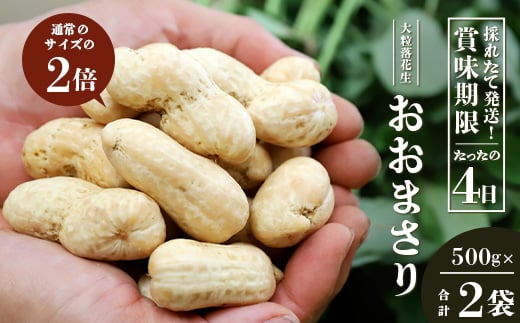 
            【数量限定】食べ応え抜群！大粒落花生「おおまさり」（500g袋×２袋）｜ 野菜 やさい 食品 人気 おすすめ 送料無料 落花生 おおまさり 産地直送 新鮮（AX72311）
          
