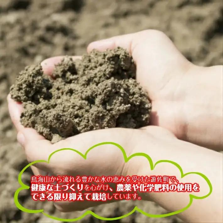 農家直送 トマトジュース 鳥海山トマト 砂糖不使用 食塩無添加 160ml×6本 野菜ジュース 無塩 瓶 常温保存 [1521]