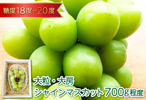 B-629 大粒大房 シャインマスカット 1房（700g程度）【シャインマスカット 大粒 ぶどう 2025 先行予約 ブドウ 葡萄 しゃいんますかっと マスカット 果物 くだもの フルーツ 大房 期間限定 季節限定 早期予約】