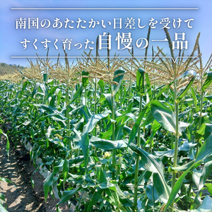 南国フルーツコーン イエロー種 詰め合わせ5本 | とうもろこし 甘いとうもろこし 自慢のとうもろこし 黄色いとうもろこし