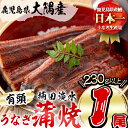 楠田の極うなぎ 蒲焼き 1尾(230g以上) 食べ応えのある大きな肉厚鰻