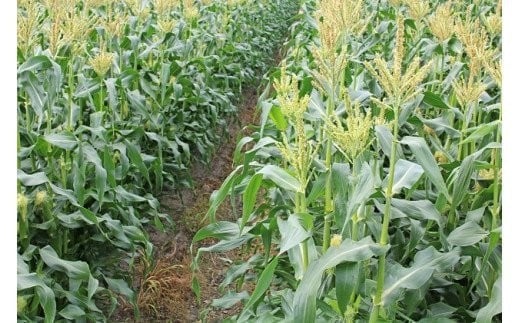 甘々娘 約5kg （12本 ～ 15本 ）