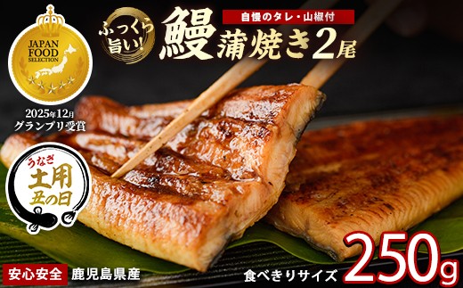 【丑の日に合わせてお届け！】【鹿児島県産】うなぎ蒲焼じっくり焼き約125g×2尾 化粧箱入り(大新/IB021-011u) 化粧箱入り 鰻 ウナギ 蒲焼 国産 丑の日 うな重 無頭 ギフト プレゼント 贈り物 贈答