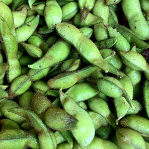 【先行予約】新丹波黒枝豆（250g×2）＆令和8年産 特別栽培米 丹後こしひかり 白米1.5kgセット 枝豆