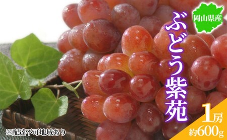 ぶどう 2026年先行予約 紫苑 1房 約600g 岡山県産 ぶどう