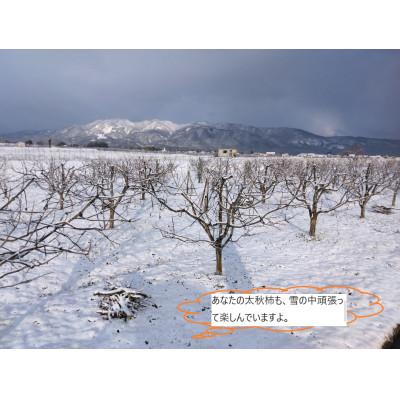 ふるさと納税 南砺市 甘柿『太秋柿』　4L　8個　白箱入り |  | 03