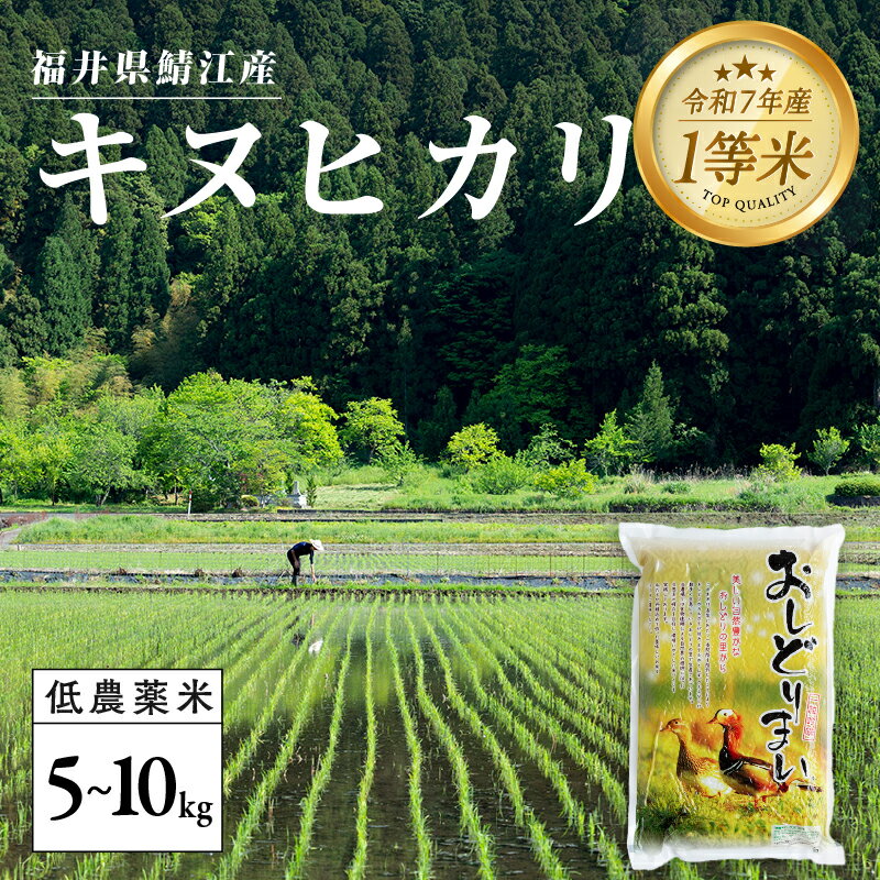 【ふるさと納税】【令和7年産新米！】福井県産 おしどり米 キヌヒカリ 5kg [B-00548]　/ 白米 精米 ご飯 コメ ごはん ライス 産地直送 鯖江市