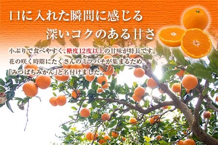 先行予約 みつばちみかん 計3kg以上 傷み補償分付き 期間限定 数量限定 果物 くだもの フルーツ 蜜柑 ミカン 柑橘 オレンジ おやつ デザート みかんジュース 飲み物 小ぶり おすすめ おすそ分