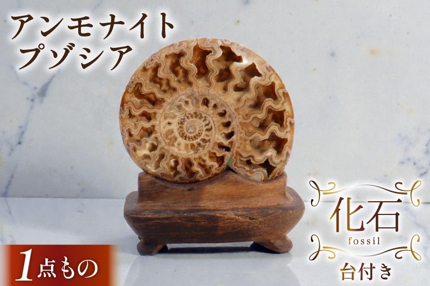 
                  化石 プゾシア 羽幌産 アンモナイト 台付き [加藤樹石苑 北海道 歌志内市 01227an018] 1点物 北海道産 インテリア 置物 コレクション 鉱石
                