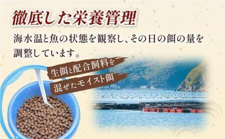 新上五島町産養殖ヒラマサ（ヒラス）1本[RBP005] ヒラマサ ヒラス ヒラマサ ヒラス ヒラマサ ヒラス ヒラマサ ヒラス ヒラマサ ヒラス ヒラマサ ヒラス ヒラマサ ヒラス九州 長崎