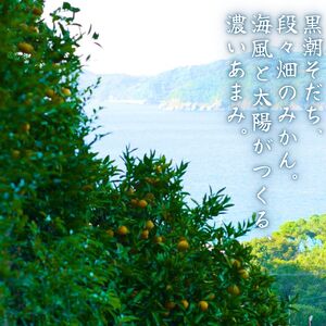 有田みかん 10kg / 和歌山 有田 広川 みかん ミカン 柑橘 果物 くだもの ギフト フルーツ 果実 ※2026年11月中旬〜翌年1月下旬頃に順次発送予定【hkt004-p-10】