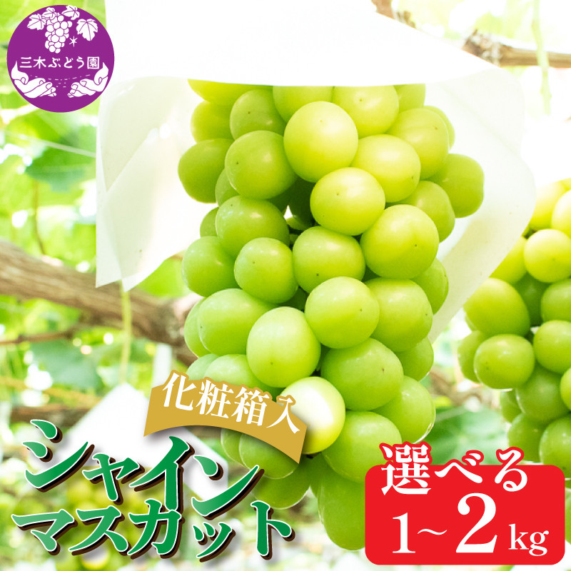 
            【先行予約】 シャインマスカット 約 1kg 約 1.5kg 約 2kg＜出荷時期：2025年8月上旬～9月下旬頃＞ ぶどう 葡萄 マスカット フルーツ 果物 ゼリー ジュース アイス デザート スイーツ ケーキ グルメ 贈答 プレゼント 人気 おすすめ 甘い 送料無料 三木ぶどう園 徳島県 阿波市
          