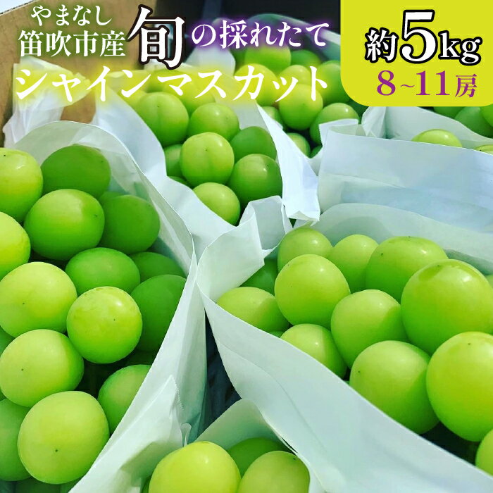 【ふるさと納税】 【2026年発送★先行予約】山梨県笛吹市産　シャインマスカット 秀等品 約5kg 8〜11房 ふるさと納税 笛吹市 国産 人気 期間限定 ぶどう ブドウ 葡萄 プレゼント 贈り物 ギフト 旬 果物 フルーツ 山梨県 送料無料 105-026