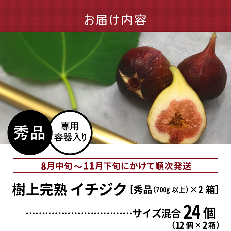 SDGs米糠循環農法で育てた樹上完熟イチジク秀品700g以上（サイズ混合12個）×2箱　潰れにくいイチジク専用容器入り【産地直送2026年8月より順次出荷】_イチジク 秀品 700g 以上 サイズ混合