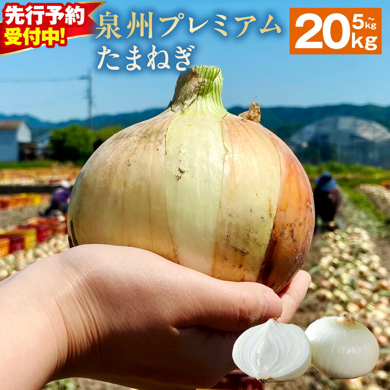 【ふるさと納税】【先行予約】 プレミアムたまねぎ 選べる容量 5kg ～ 20kg 国産 新たまねぎ 産地直送 新鮮 生食 肉厚 やさしい 甘み 辛味が少ない 玉ねぎ 野菜 射手矢農園 泉州たまねぎ オニオン スライス サラダ カレー 大阪府 泉佐野市 送料無料