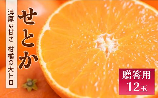 せとか みかん 愛媛 12玉 贈答用 人気 数量限定 先行予約 【2026年2月上旬以降発送】 柑橘 愛媛県産 伊予市｜C130