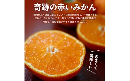 旬のフルーツ 定期便 4回 Fコース 果物 フルーツ 小原紅早生 みかん キウイ 香緑 キウイっこ キウイフルーツ グリーンキウイ デコポン 不知火 柑橘 蜜柑 スイーツ デザート ケーキ ゼリー ジュース ジャム アイス ジェラート フルーツ大福 クレープ  ふるさと納税定期便 ふるさと納税フルーツ ギフト 贈答 送料無料 ふるさと納税 香川県 丸亀市
