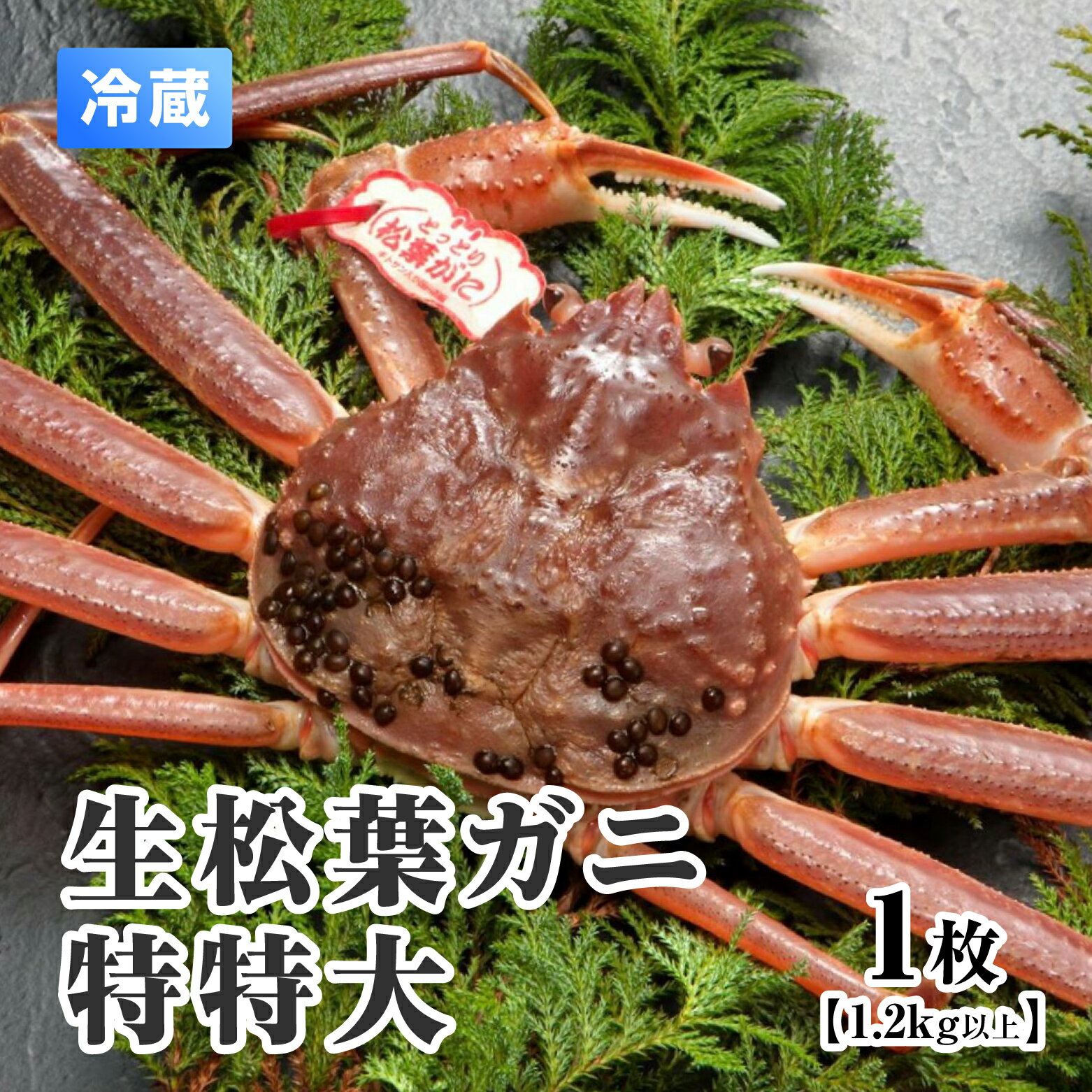 【11月中旬以降順次発送】【ふるさと納税】【離島発送不可】活松葉ガニ 特特大 【1枚・1.2kg以上】 川口商店 松葉ガニ 松葉がに かに 蟹 カニ 鳥取県境港 冷蔵 鳥取県日野町
