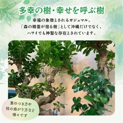 観葉植物 ガジュマル1鉢【1768451】