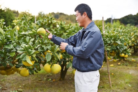広畑農園の土佐文旦10kg贈答用
