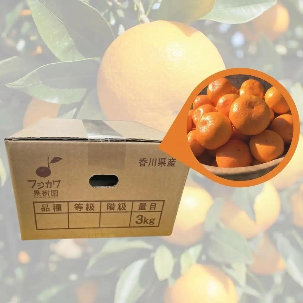 みかん 田口早生みかん 農園直送 柑橘 みかん【約3kg】