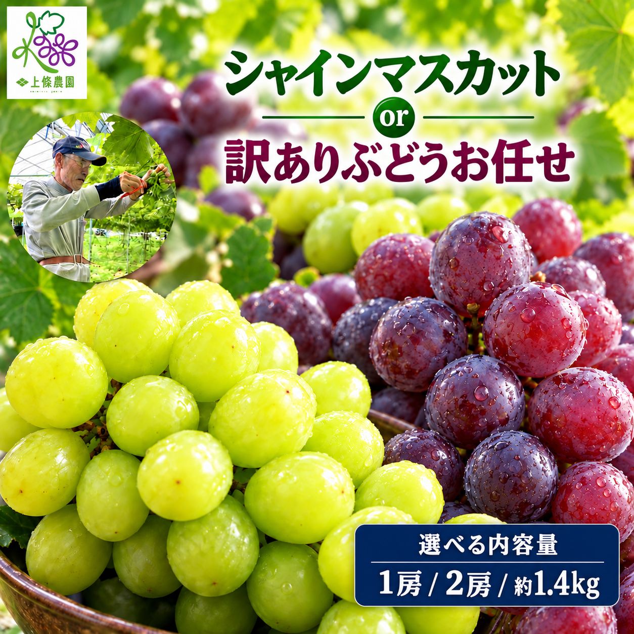 【ふるさと納税】シャインマスカット or【訳あり】旬のおまかせぶどう 選べる！贈答用化粧箱 or 通常箱 ＋ 内容量【9月中旬頃～順次発送予定】| 果物 くだもの フルーツ 葡萄 ぶどう ブドウ マスカット シャインマスカット ギフト 贈答用 化粧箱 通常箱 長野県 塩尻市