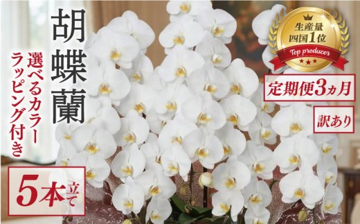 【定期便3ヶ月】 【訳あり】 胡蝶蘭 5本立て 白 ハイグレード 花 はな お花 日付指定 記念日 お祝い プレゼント ギフト 贈答 贈り物 選べる カラー ラッピング 鉢花 鉢植え 洋蘭 洋ラン 冠婚葬祭 蘭 らん 新築祝い 豪華 華 華やか はなやか 敬老 誕生日 人気 ランキング おいわい 開店祝い 開業祝い こちょうらん きねんび 四国 生産数 1位 いちい ふるさと納税 大輪 産地直送