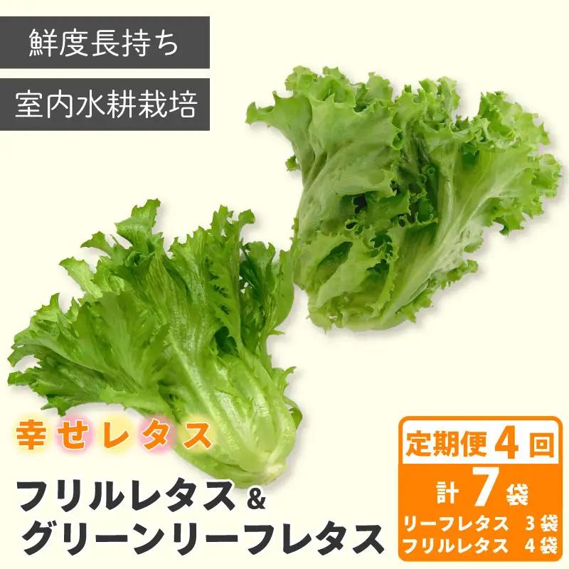 定期便 4回 レタス 2種 計7個 野菜 レタス