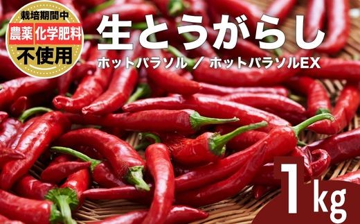 
                  【選べる種類】 生とうがらし 唐辛子 ホットパラソル ホットパラソルEx 1kg 栽培期間農薬不使用 化学肥料不使用 除草剤不使用 有機肥料使用 竹原産 グッドソイルグループ
                
