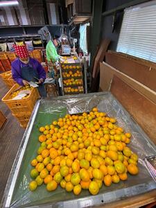 ちょっと 傷あり 極早生 有田 みかん M～SS サイズ 2kg 手さげ箱 南泰園 和歌山 有田みかん