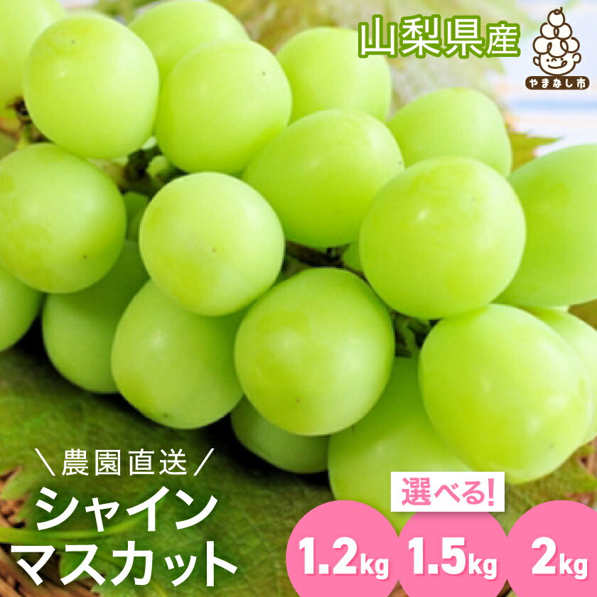 【ふるさと納税】農園直送 ! シャインマスカット 約1.2kg / 1.5kg / 2kg (2～4房/2~5房/3~5房) _ふるさと マスカット 1200g 1500g 2000g ぶどう ブドウ 葡萄 フルーツ 果物 くだもの 人気 山梨県 山梨市【配送不可地域：離島、沖縄県】【G1281139】