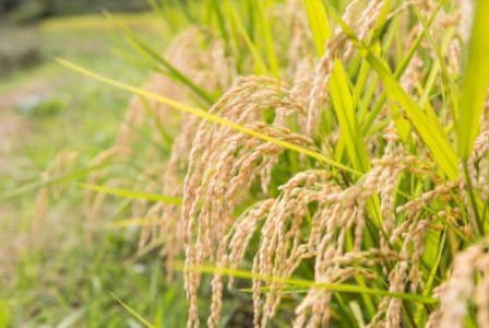 令和7年度産 那珂市産 おだかけコシヒカリ米 5kg 米 お米 白米 こめ 精米 取り寄せ 特産 ごはん ご飯 コメ お取り寄せ ギフト 贈り物 お弁当 弁当 おにぎり ふっくら ツヤツヤ 甘い 農家