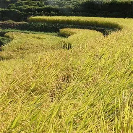 高津川の恵み 特別栽培米ヘルシー元氣米2kg×2袋(4kg)(令和7年産)【1209634】
