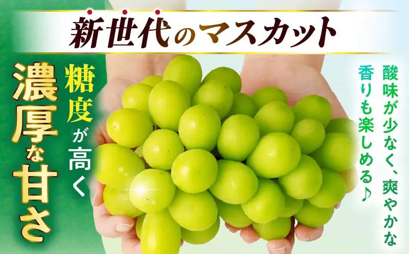 【大収穫祭・感謝企画】ご家庭用シャインマスカット　約1.3kg以上(2～3房) | シャインマスカット マスカット ぶどう ブドウ 葡萄 果物 フルーツ 新鮮 くだもの 国産 ギフト お裾分け 旬 人