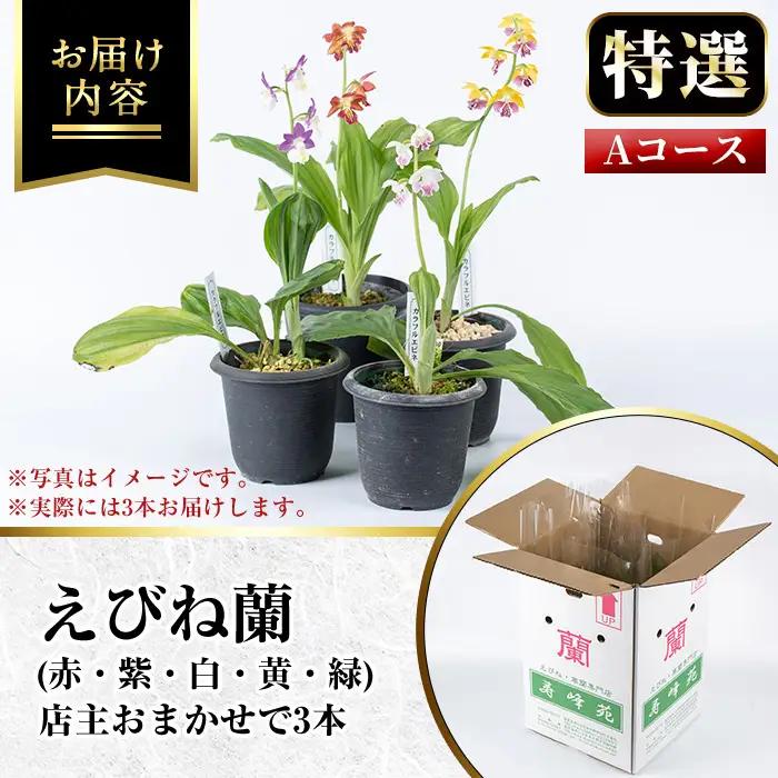 【個数限定】えびね蘭 3本 Aコース 開花済 鉢入り【00-045-07】