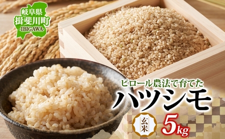 ピロール農法で育てた安全な美味しいハツシモ（玄米）5kg お米 ごはん ご飯 カレー 丼物 お弁当 すし飯 冷めても美味しい はつしも ななしん米 岐阜県 揖斐川町