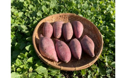 さつまいも2kg　一味唐辛子付き（20g）｜ サツマイモ 紅はるか かんしょ 美浜町産 知多半島産 愛知県産 国産 期間限定 香辛料 調味料 味付け　※北海道・沖縄・離島への配送不可