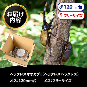 【C76001】ヘラクレスオオカブト (ヘラクレスヘラクレス) 成虫ペア オス(120mm台) メス(フリーサイズ) 鹿児島 ヘラクレス カブトムシ かぶとむし 雄 オス 昆虫 虫 むし 成虫 生体 