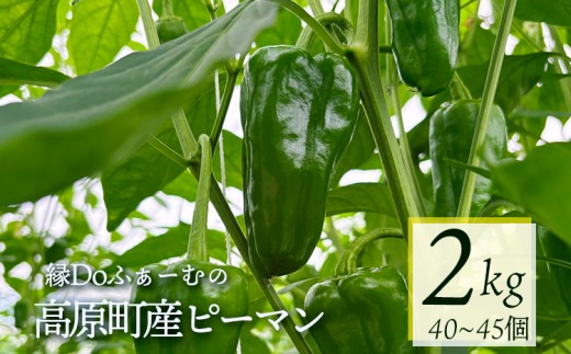 宮崎県高原町産ピーマン2kg（約40～45個）　[国産 九州産 炒め物 焼肉 BBQ 肉詰め 天ぷら 中華 10000円以下]  TF0919ｰP00082
