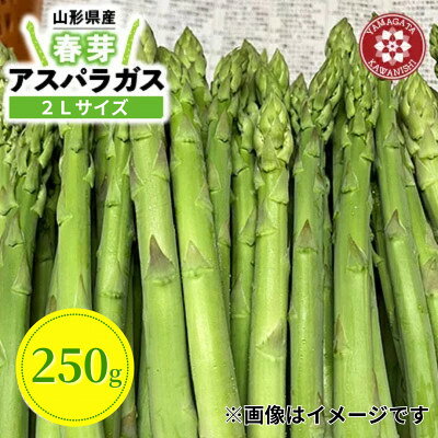 【ふるさと納税】【先行予約】令和9年 山形県川西町産雪国春アスパラガス (極太) 2Lサイズ　250g【配送不可地域：離島・北海道・沖縄県・信越、北陸・近畿・中国・四国・九州】【1764689】
